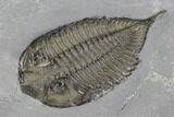 Dalmanites Trilobite Fossil - New York #99092-2